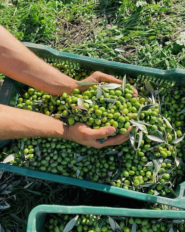 طرق-عصر-الزيتون