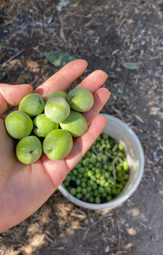  فوائد-زيت-الزيتون