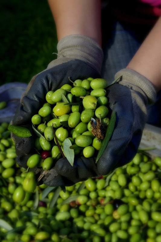 فوائد-زيت-الزيتون-العضوي 